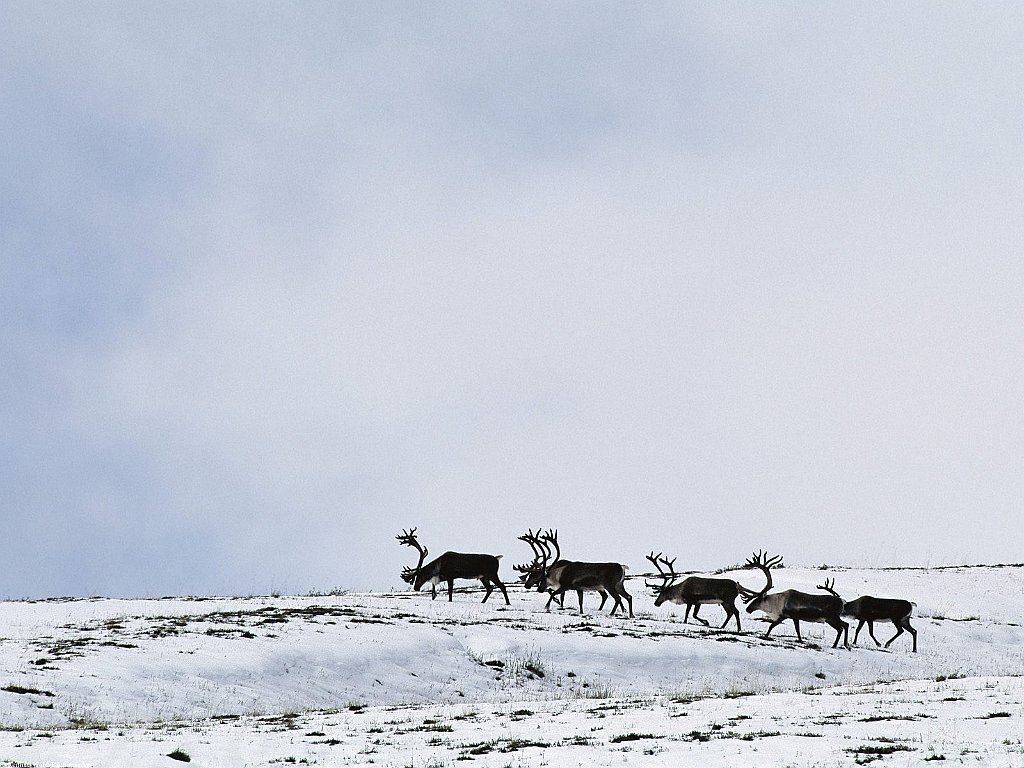 Caribou Bulls Crossing Slope, Alaska